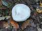 Nagy döggomba (Entoloma sinuatum), Budai-hegység